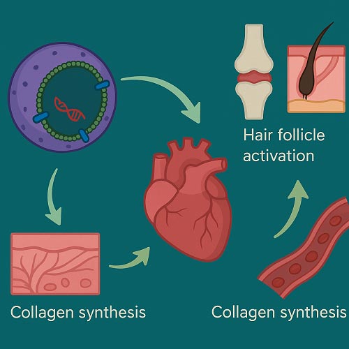 اگزوزوم چیست؟